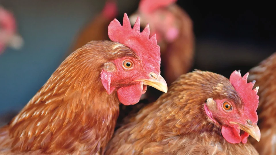 Brasil decreta emergência zoossanitária por conta da gripe aviária