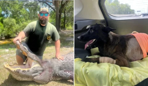 Vídeo: jacaré ataca cachorro e homem pula para salvar pet nos EUA