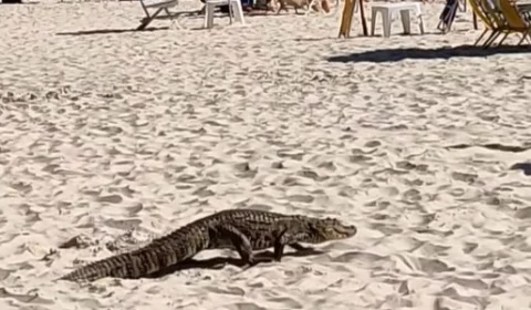 Vídeo: jacaré é flagrado ‘passeando’ em praia de Florianópolis-SC