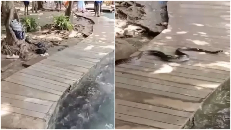 Vídeo: cobra entra em piscina e assusta turistas na Tailândia