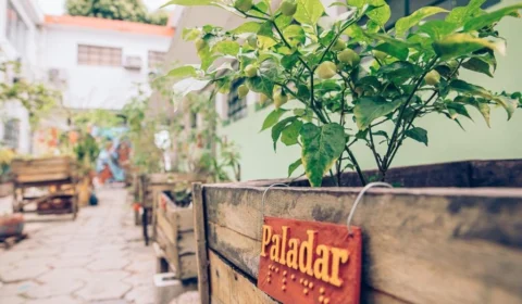 No AM, jardim sensorial auxilia no ensino sobre botânica e sustentabilidade