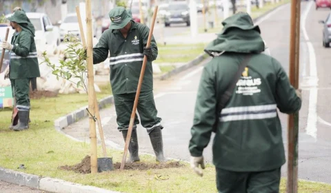 Plano de arborização pretende diminuir ‘Ilhas de Calor’ em Manaus no verão