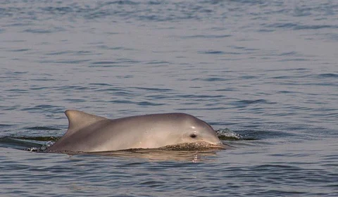 Botos-cinza aparecem mortos em praias de SC por poluição e atuação humana
