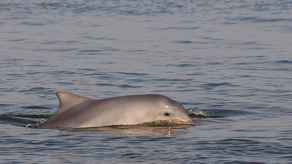 Botos-cinza aparecem mortos em praias de SC por poluição e atuação humana