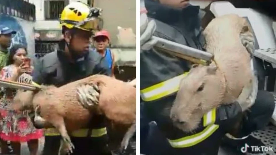 VÍDEO: Capivara é resgatada de cativeiro na Zona Leste de Manaus