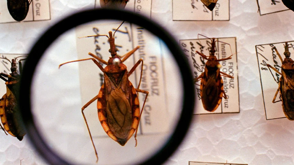 Doença de Chagas: AM tem 8 casos confirmados em 2023; FVS alerta
