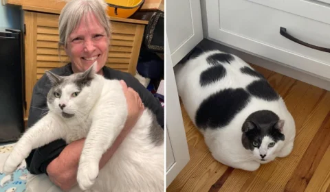 Gato gigante de 18 kg faz dieta para emagrecer após ser adotado nos EUA