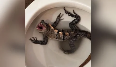 Homem vai ao banheiro e encontra iguana no vaso sanitário nos EUA