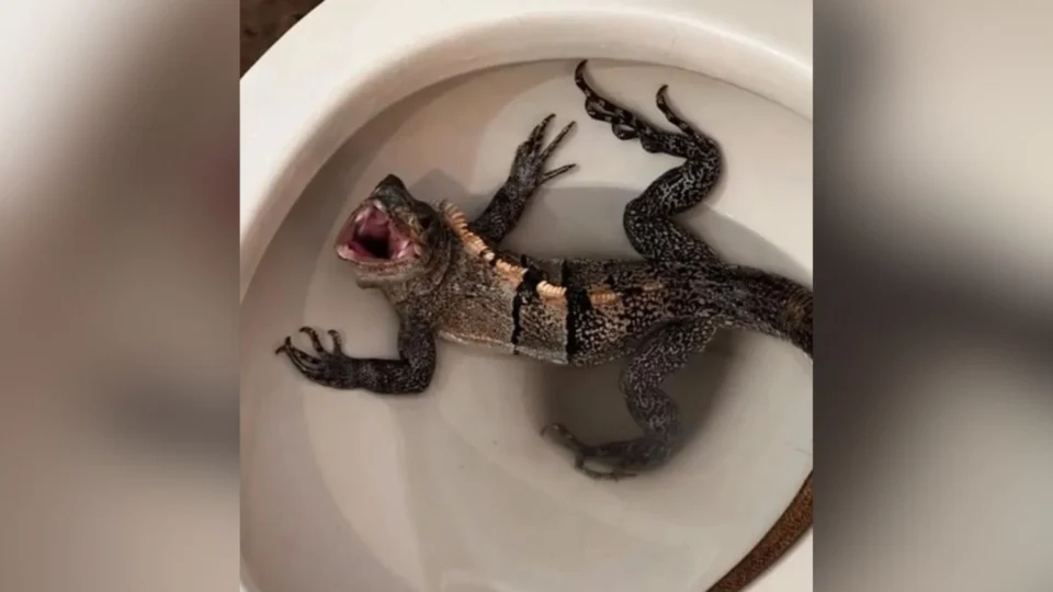 Homem vai ao banheiro e encontra iguana no vaso sanitário nos EUA