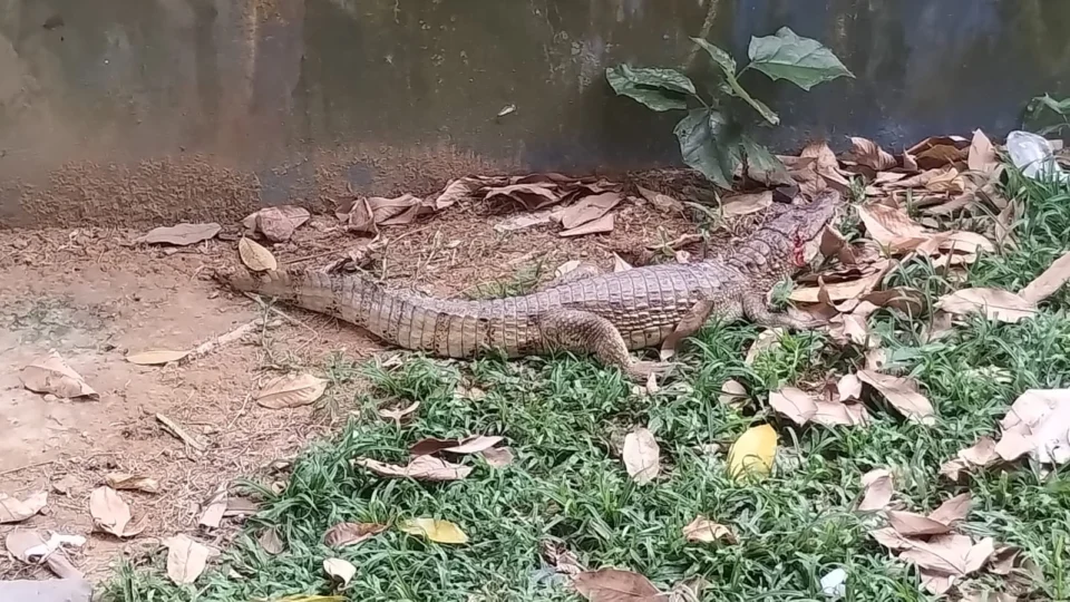 Em Manaus, jacaré é avistado na praia da Ponta Negra nesta segunda-feira, 29