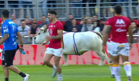 VÍDEO: touro invade campo de rugby na França e persegue jogadores