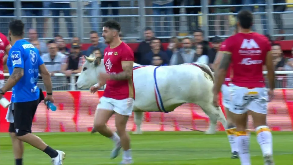 VÍDEO: touro invade campo de rugby na França e persegue jogadores