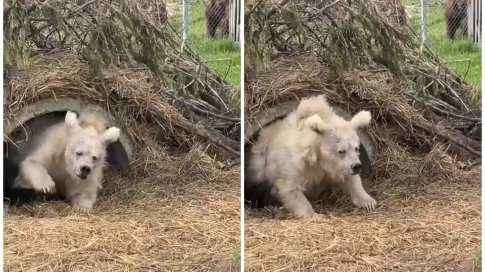 Urso pardo viraliza na internet e biólogos explicam como funciona hibernação