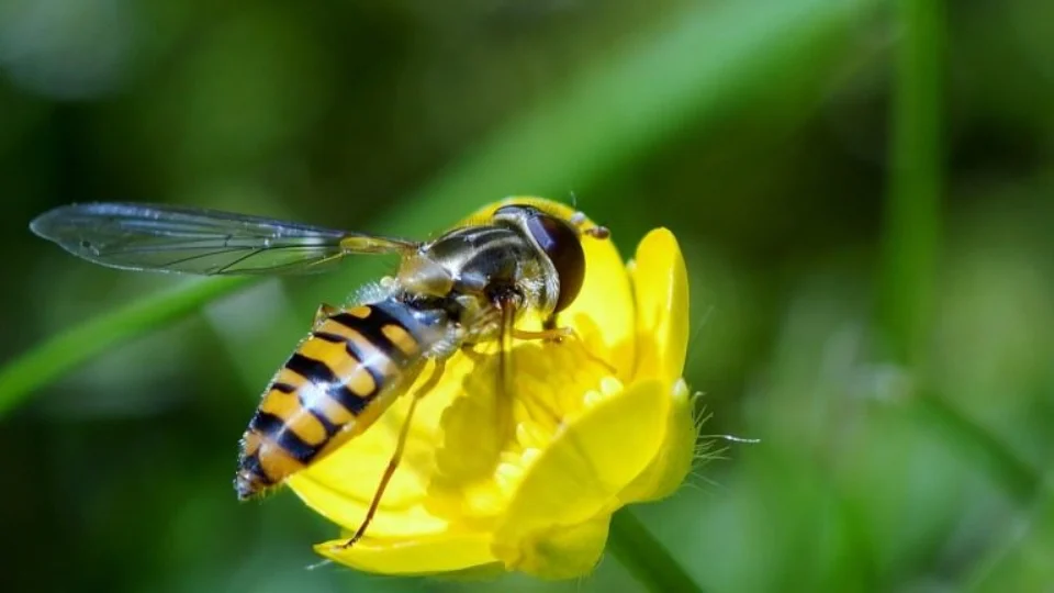 Abelhas podem impactar no futuro das Inteligências Artificiais, diz estudo