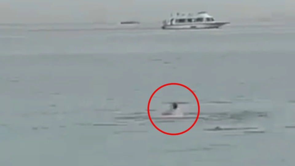 Vídeo: homem morre após ser atacado por tubarão no mar do Egito