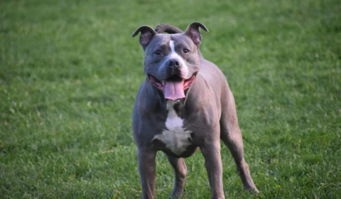 Bebê morre ao ser atacado por pitbull em São Paulo