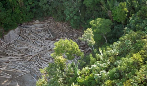 Desmatamento na Amazônia tem redução de 77% em um ano, aponta pesquisa