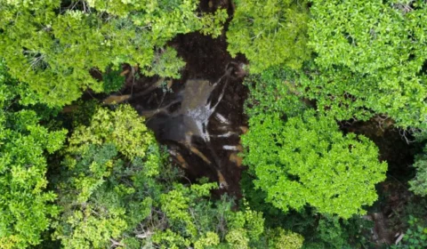 Perda de florestas tropicais primárias aumentou 15% no Brasil, diz estudo