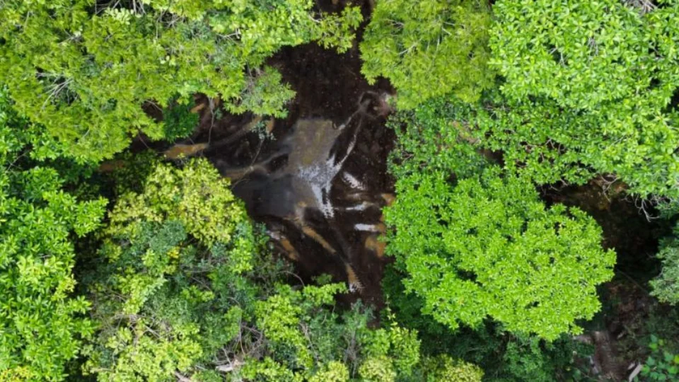 Perda de florestas tropicais primárias aumentou 15% no Brasil, diz estudo