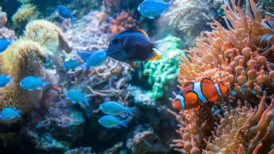 ONU legitima tratado para proteção dos oceanos após 15 anos de negociações