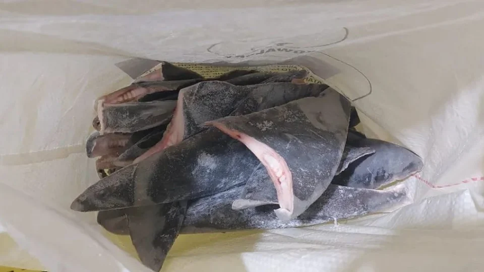 Ibama apreende 28,7 toneladas de barbatanas de tubarão em Santa Catarina