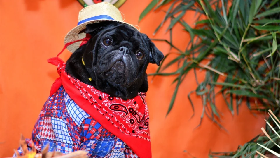 Supermercado realiza ‘Arraial Pet’ com adoção de animais em Manaus