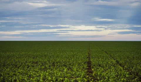 STF forma maioria contra decreto de Bolsonaro sobre lei de agrotóxicos