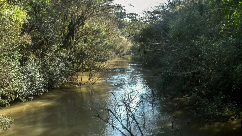 Governo lança concessão florestal para recuperar Mata Atlântica