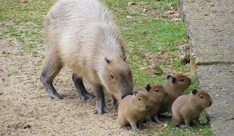 Febre maculosa: projeto estuda castração de capivaras como meio de combate
