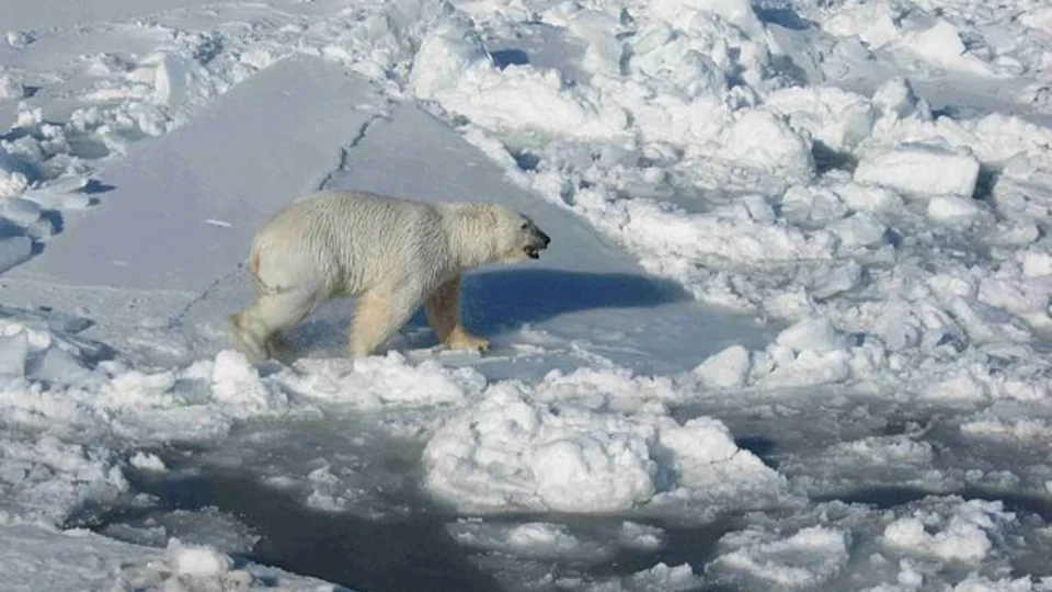 Oceano Ártico deve ficar sem gelo muito antes do previsto, diz estudo