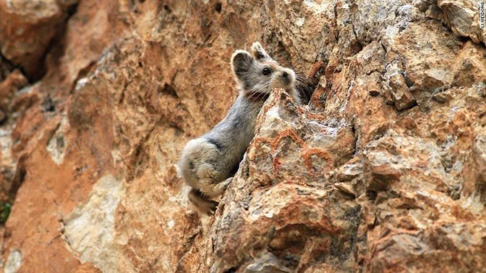 Pika, mamífero de 20 cm, está ameaçado de extinção na China
