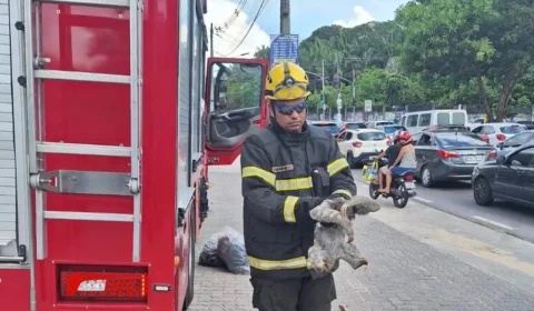 VÍDEO: preguiça é resgatada após ficar pendurada em fios de energia em Manaus