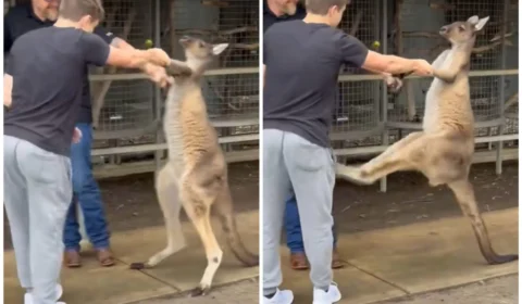 VÍDEO: canguru e turista ‘lutam’ em zoológico e registro inusitado viraliza