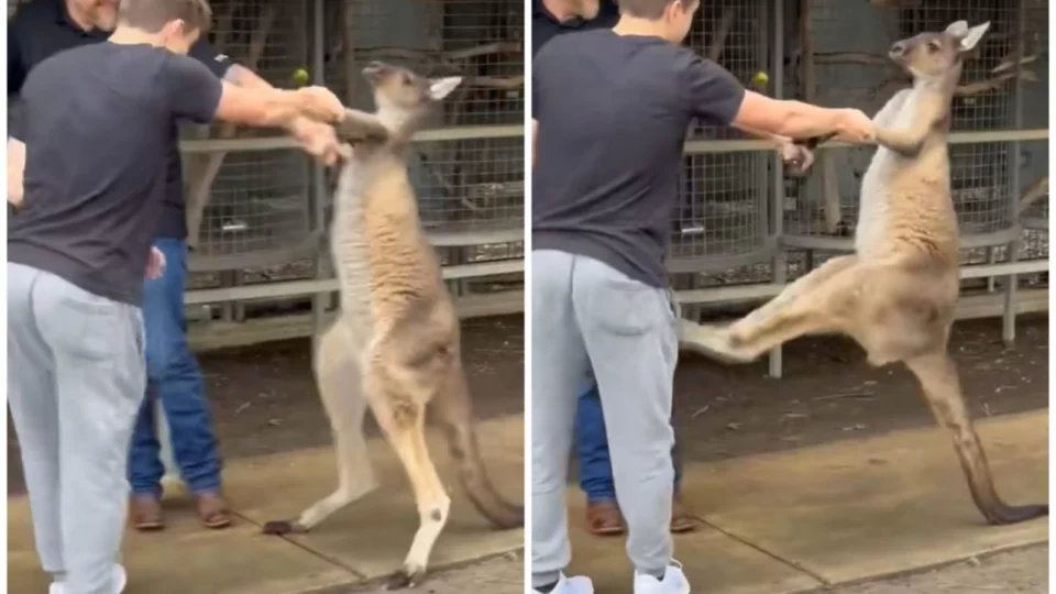 VÍDEO: canguru e turista ‘lutam’ em zoológico e registro inusitado viraliza