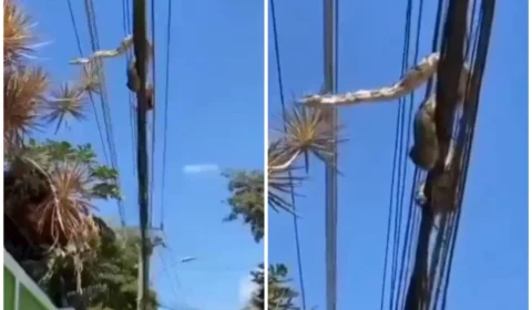 VÍDEO: jiboia é resgatada de rede elétrica em área urbana do Rio de Janeiro