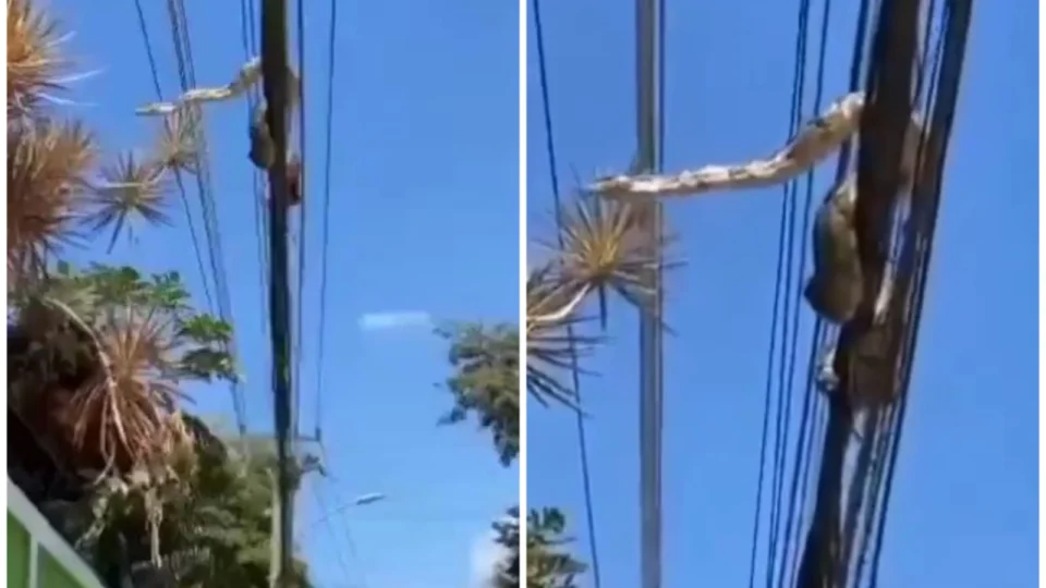 VÍDEO: jiboia é resgatada de rede elétrica em área urbana do Rio de Janeiro
