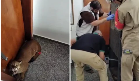 VÍDEO: onça-parda é encontrada em condomínio de luxo na cidade de Goiânia-GO