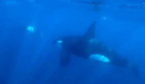 Ataque raro de baleia orca contra tubarão-baleia é registrado nos EUA