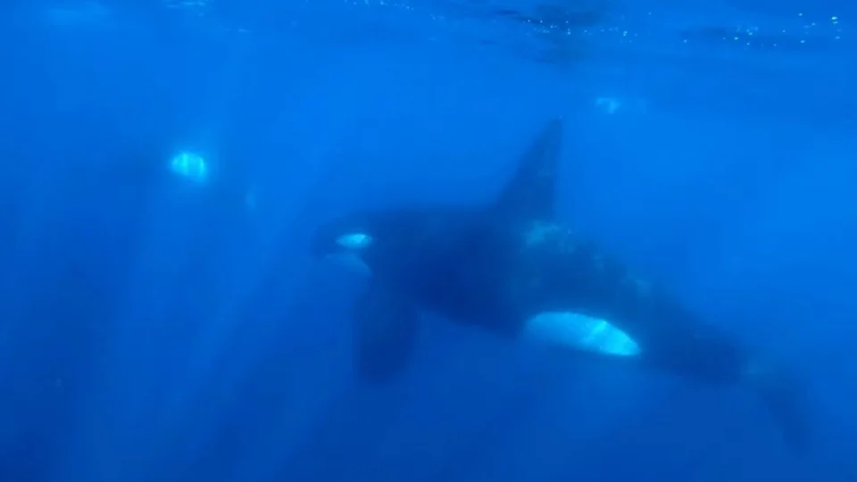 Ataque raro de baleia orca contra tubarão-baleia é registrado nos EUA