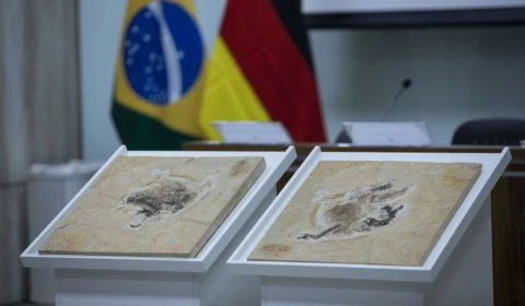 Cientistas brasileiros pedem volta de fóssil de dinossauro contrabandeado