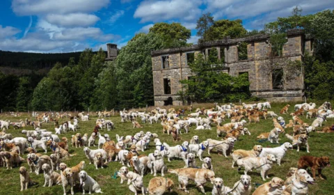 Golden Retriever: encontro celebra aniversário da raça na Escócia