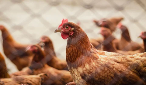 Mapa confirma dois novos casos de gripe aviária; número sobe para 95