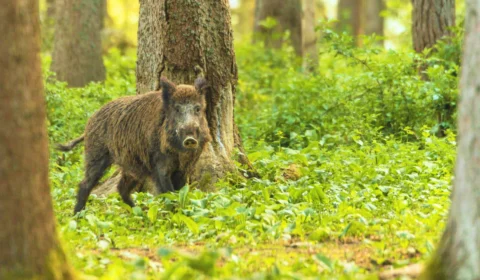 Homem morre baleado após ser confundido por javali durante caçada em SP