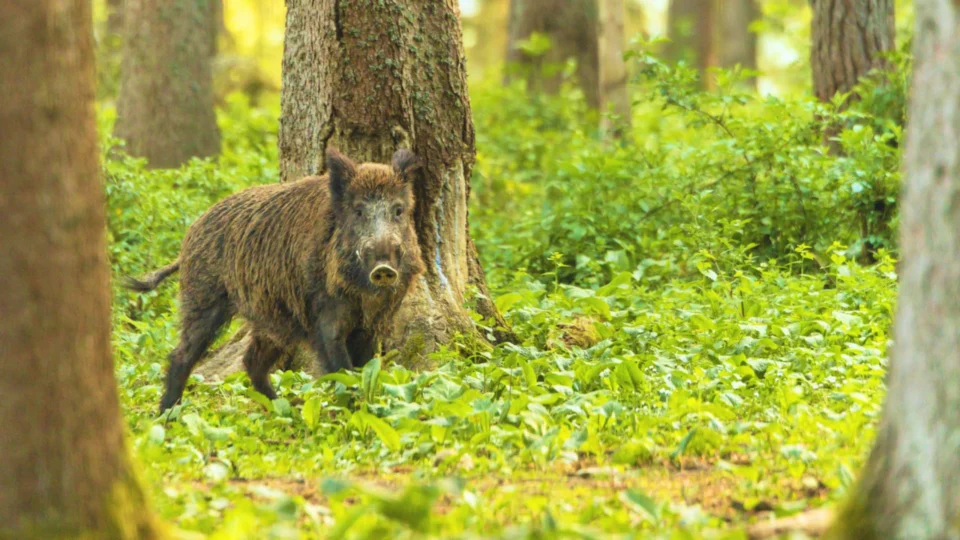 Homem morre baleado após ser confundido por javali durante caçada em SP
