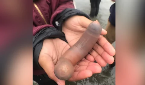 Prato exótico: ‘peixe pênis’ é servido cru ao molho picante na Coreia do Sul