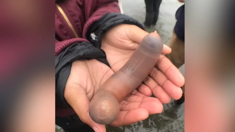 Prato exótico: ‘peixe pênis’ é servido cru ao molho picante na Coreia do Sul