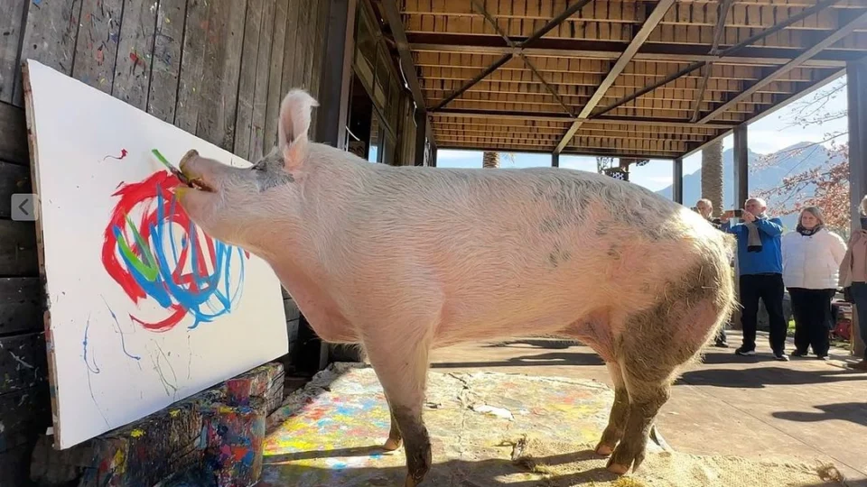 ‘Pigcasso’: porca pintora já vendeu quase R$ 4,7 milhões em artes