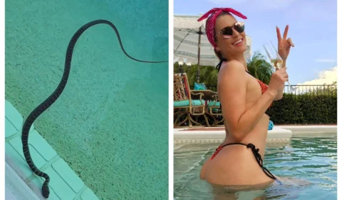 VÍDEO: cobra interrompe banho de piscina de Lívia Andrade; assista