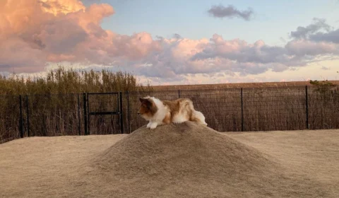 VÍDEO: assista 1º passeio do japonês que pagou R$ 75 mil para ‘virar cachorro’