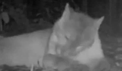 VÍDEO: câmera registra passeio de onça-parda grávida em parque no litoral de SP